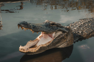 2021 aligator stock.jpg 2021 aligator stock.jpg