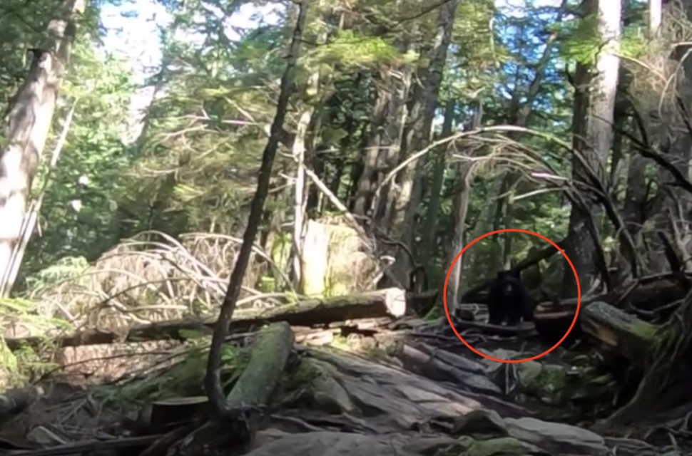 Screenshot 2019-10-04 at 15.35.39.png Video: Bear chases mountain bikers for over a kilometre of technical trail