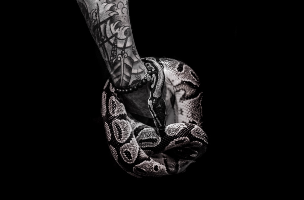animal-animal-photography-arm-2005922.jpg Cycling snake oil: How to spot dodgy marketing claims