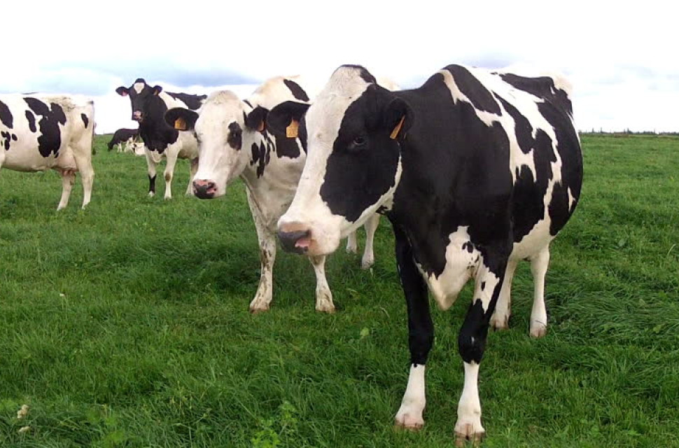 shutterstock cow.jpg Mountain bikers save woman and child from being trampled by cows in Snowdonia